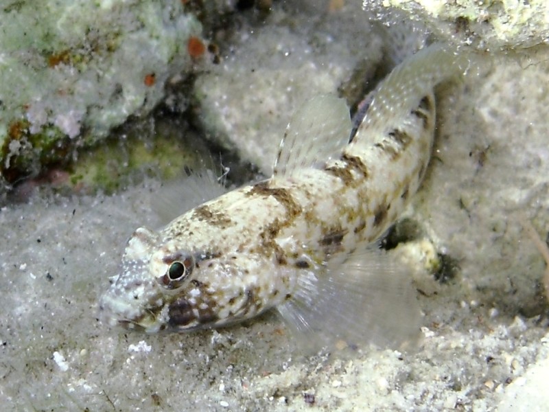 Primi sentori di Gobius bucchichi e Gobius incognitus ante 2016